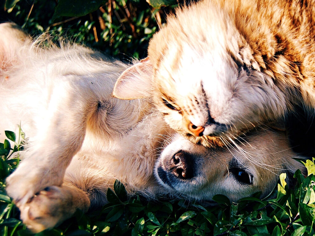 Why Creating a Dog-Friendly Room Matters 