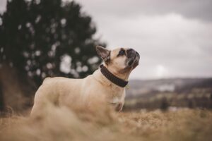 What Is the Piper Dog Breed?