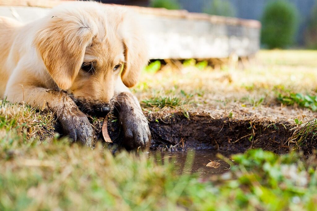 What Makes Golden Retrievers Special?
